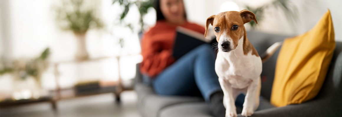 Espacios pet friendly en tu hogar